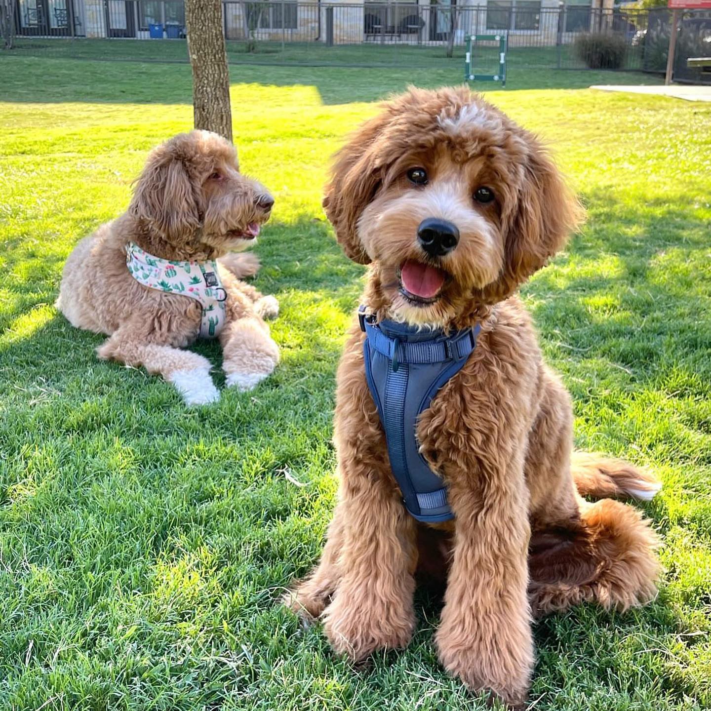 Cavapoos playing in our outdoor area