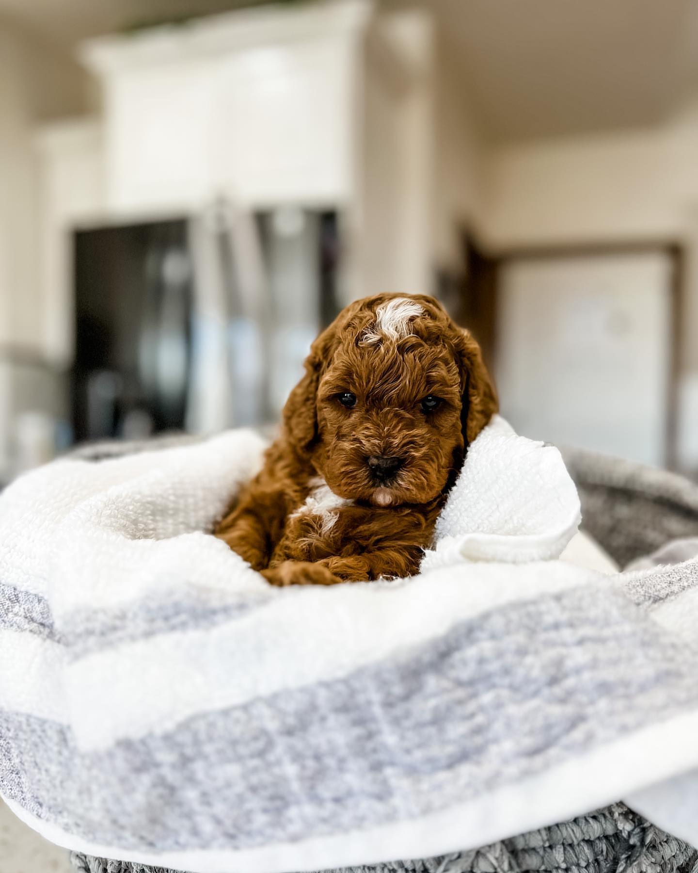 Cavapoo puppy on its cozy bed