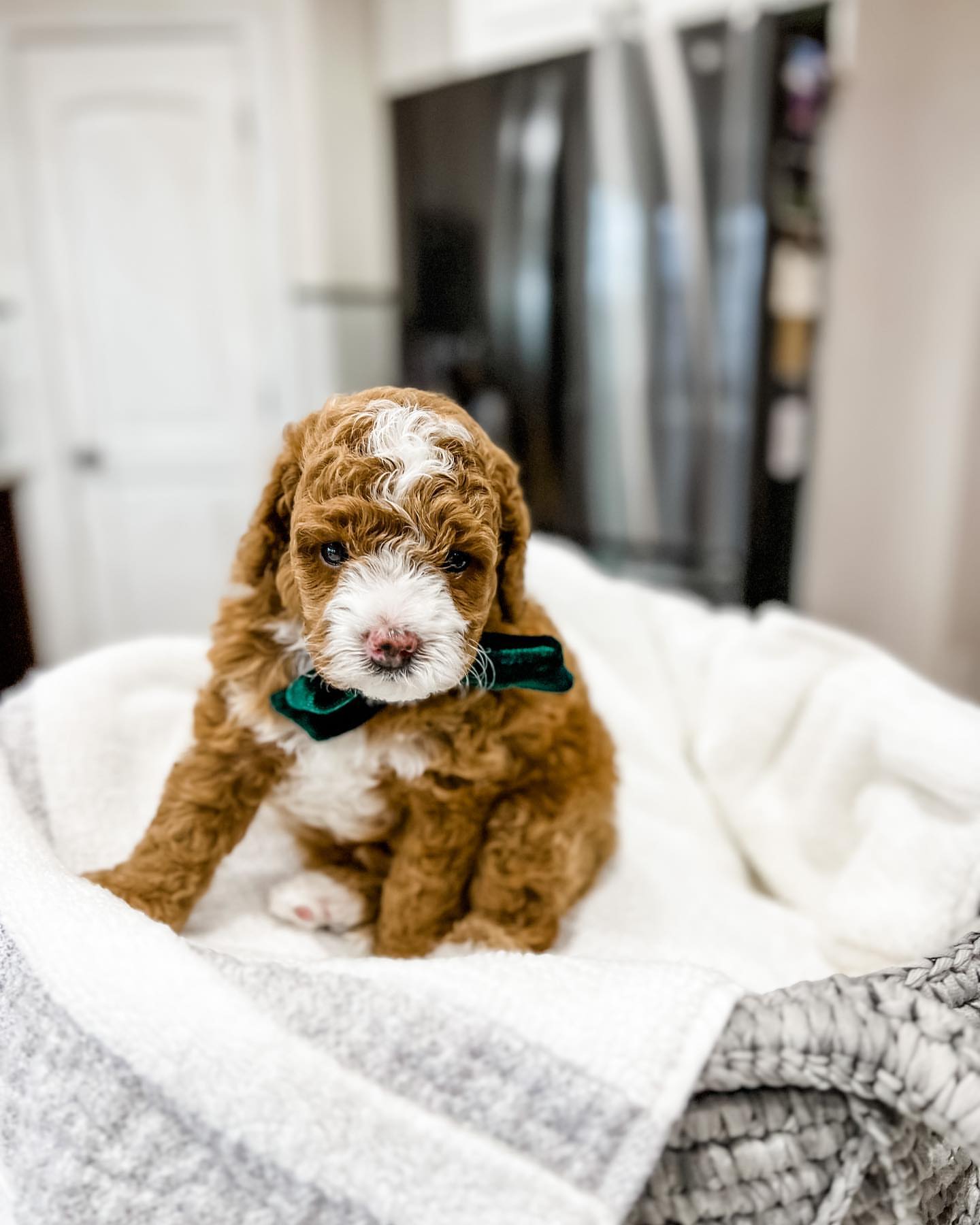 Adorable Cavapoo resting on a bed