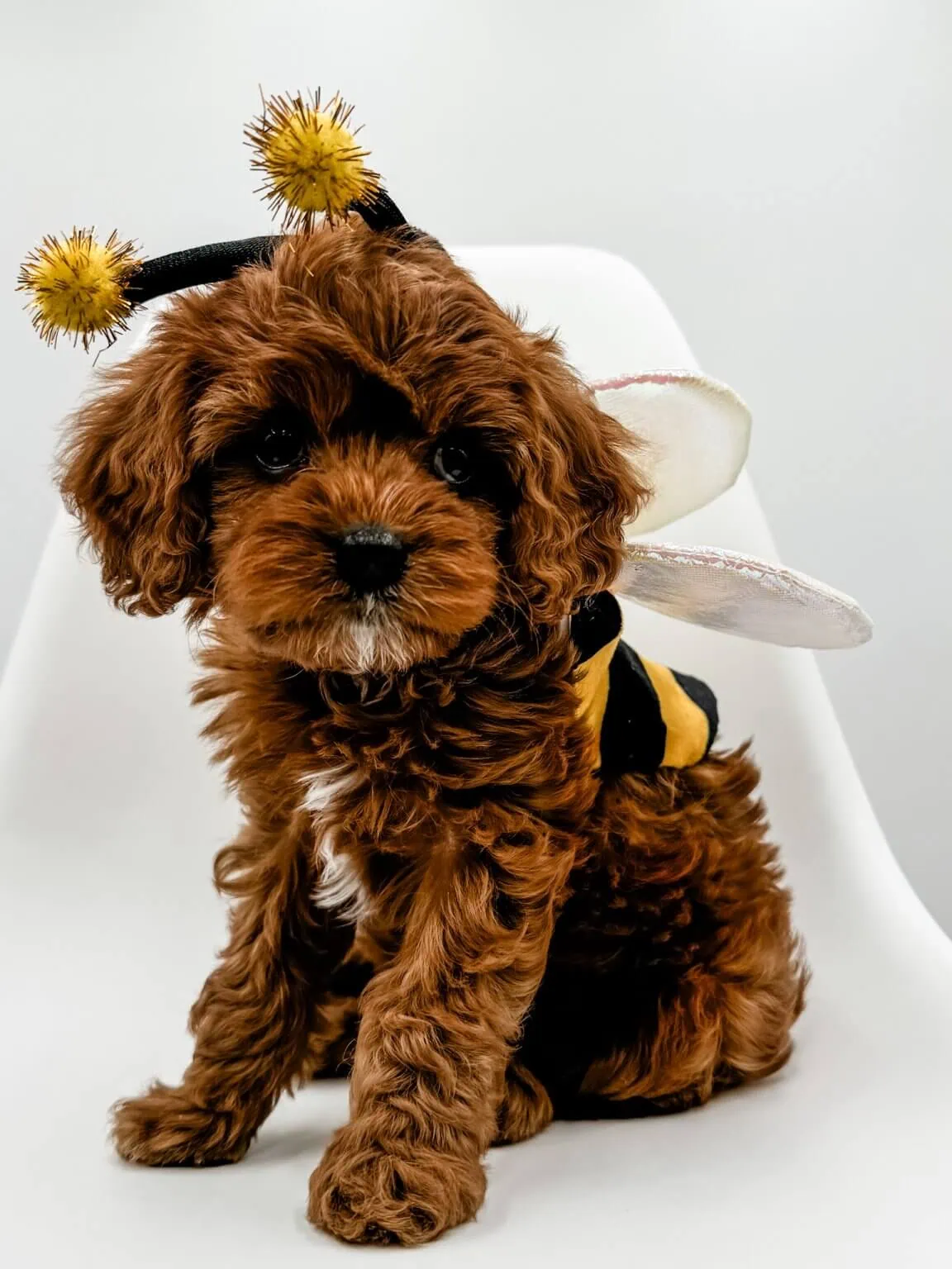 Red Wavy F1 Female Cavapoo Puppy