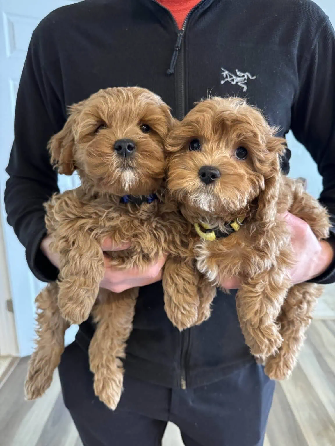 Breeder holding two adorable Cavapoo puppies