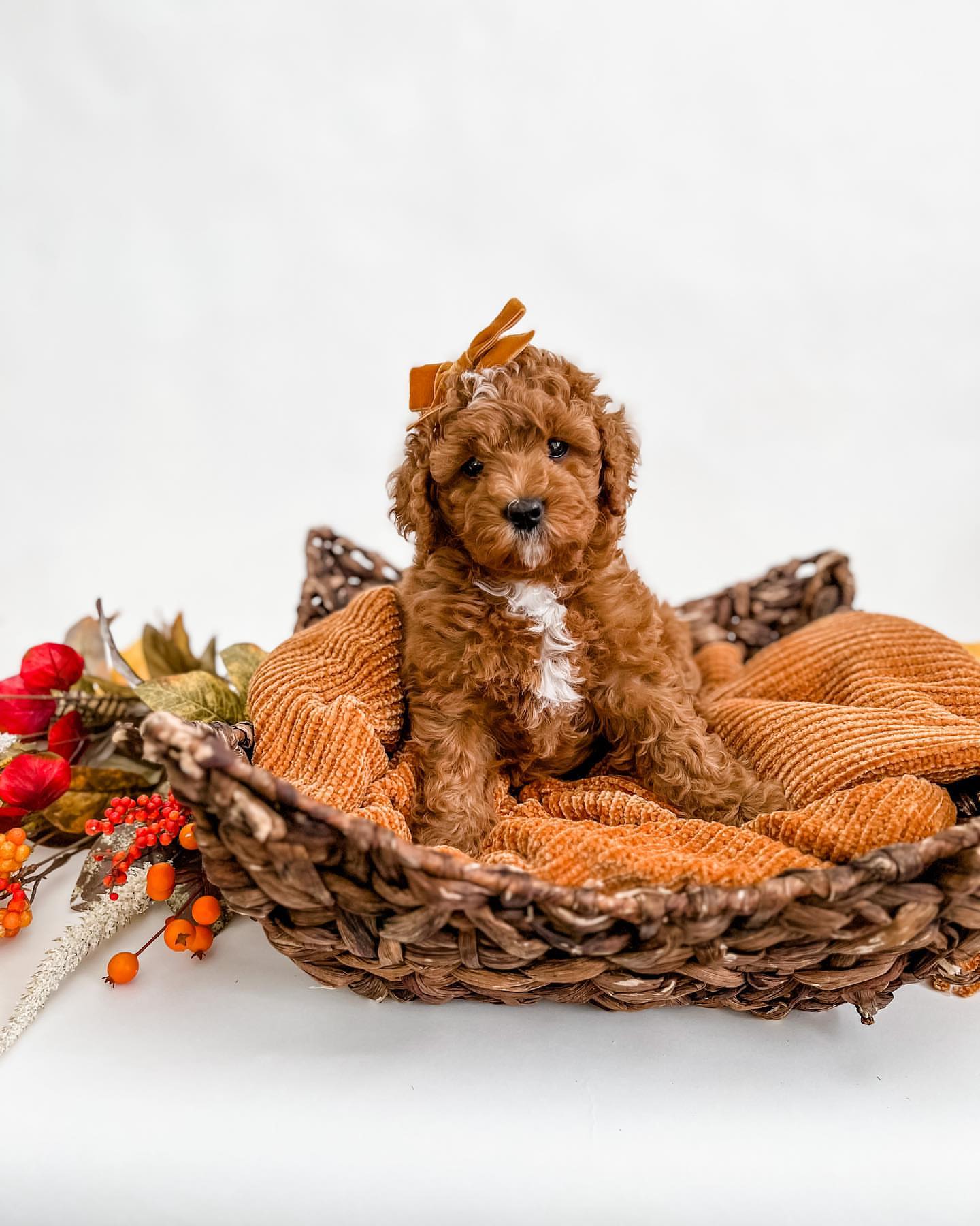 Cavapoo in a cozy sweater