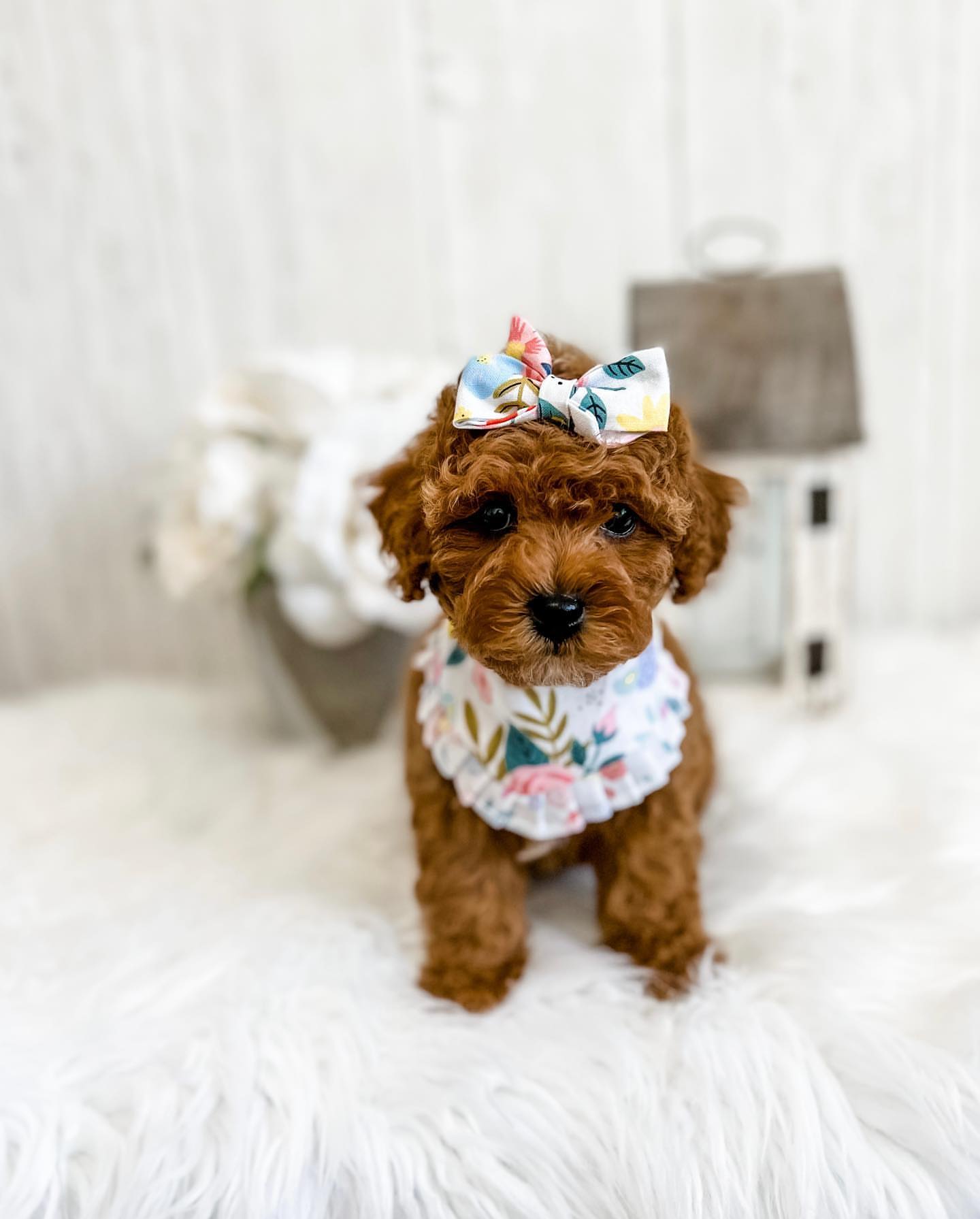 Playful Cavapoo on white carpet