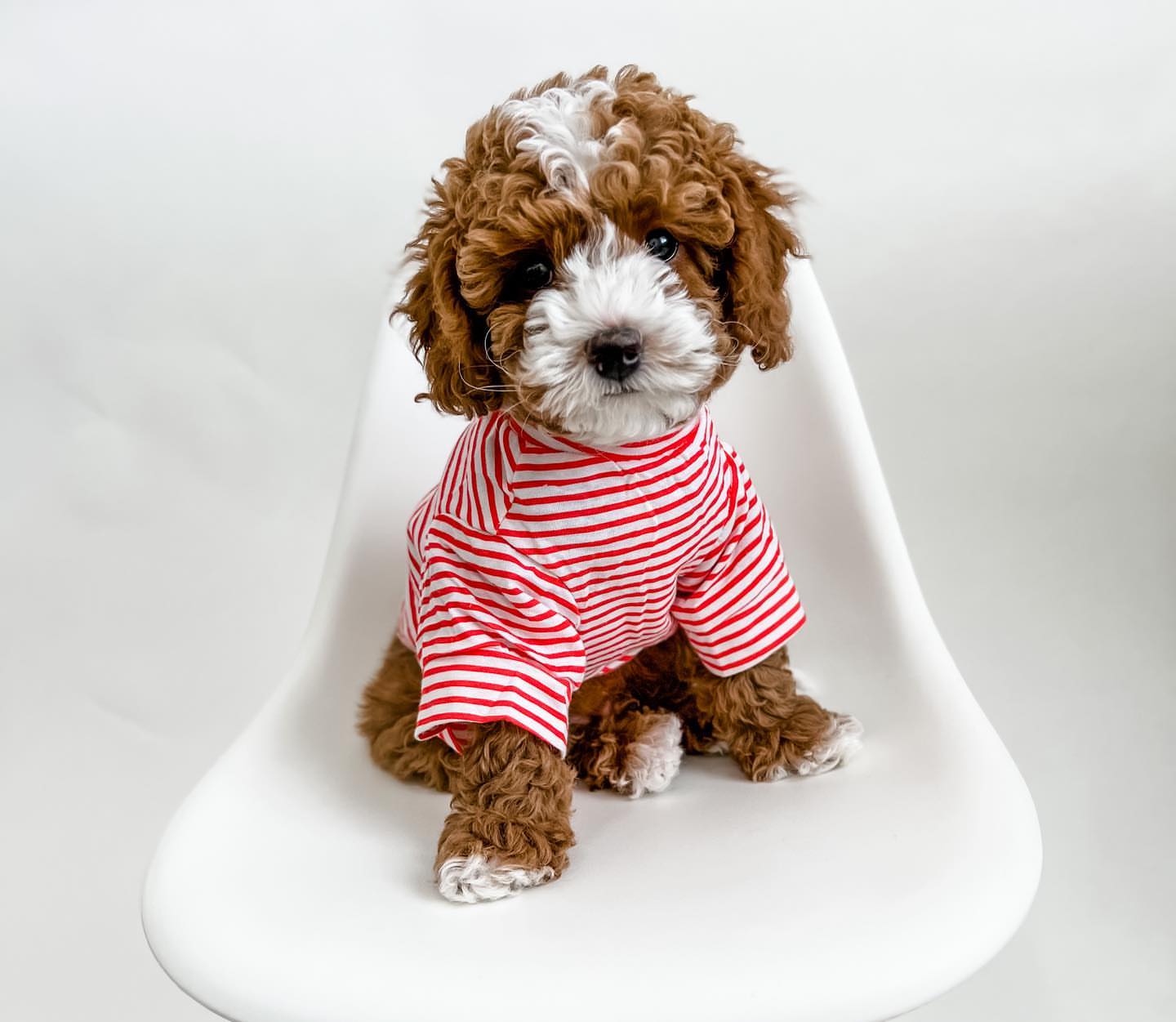 Cute Cavapoo sitting on a white chair