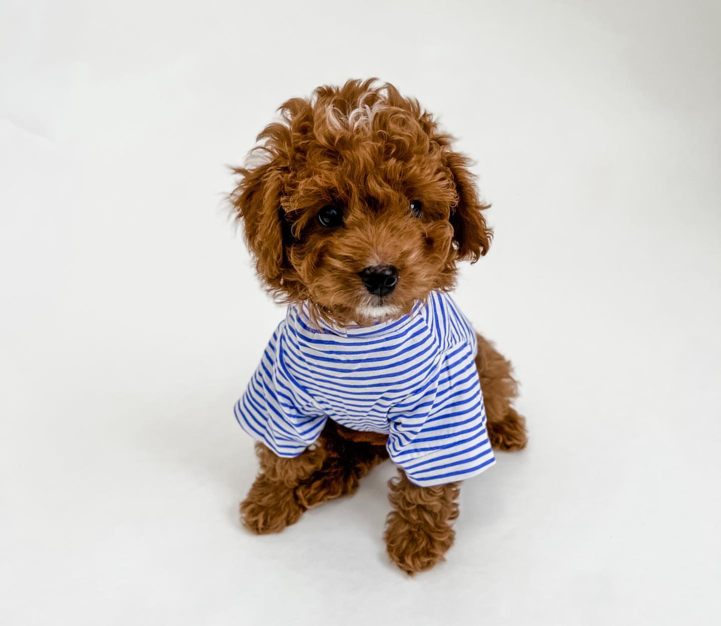 Beautiful Cavapoo against white background