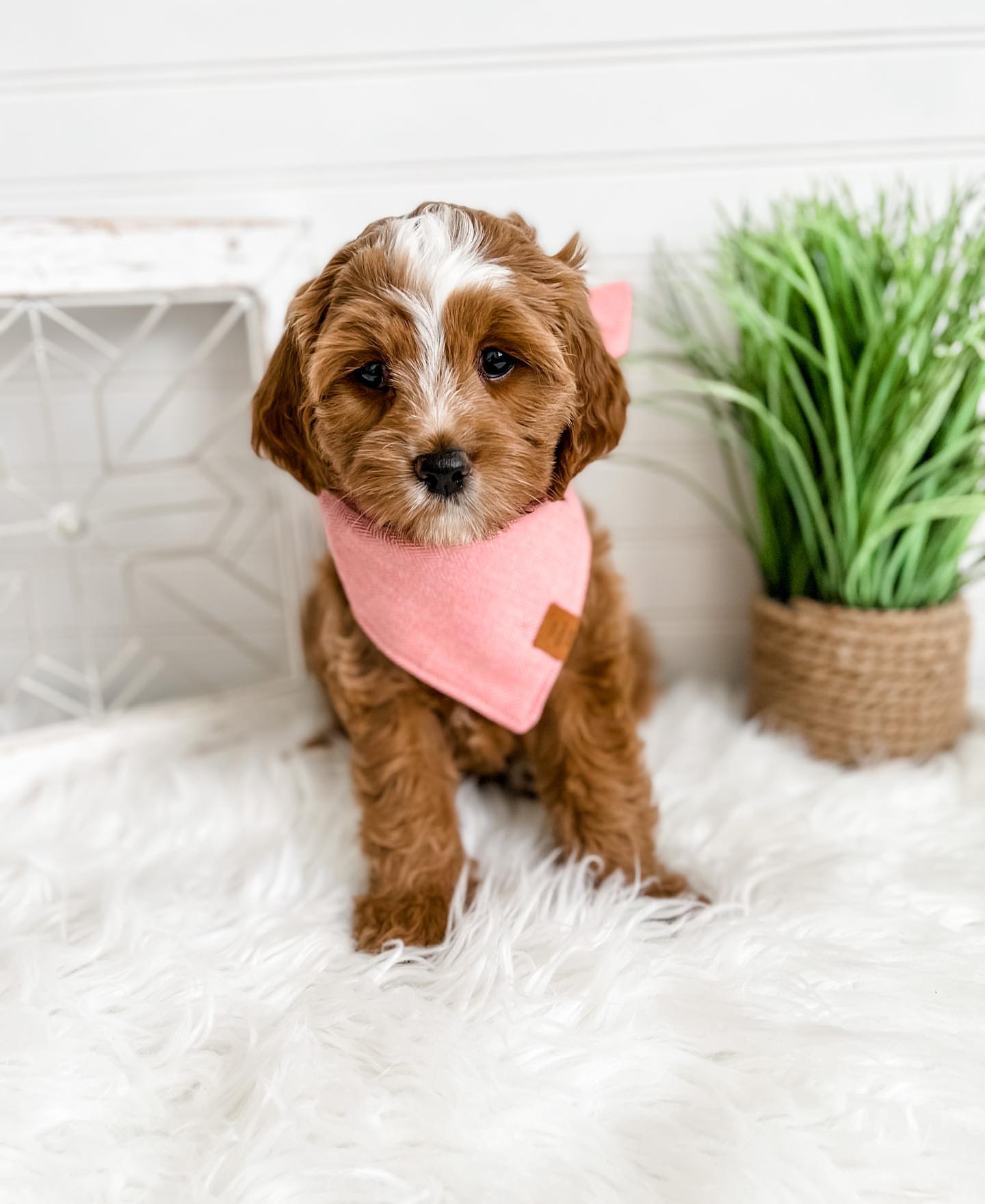 Absolutely adorable Cavapoo