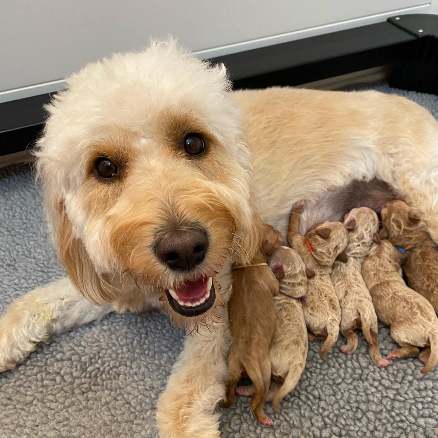 Mother Cavapoo nursing her puppies