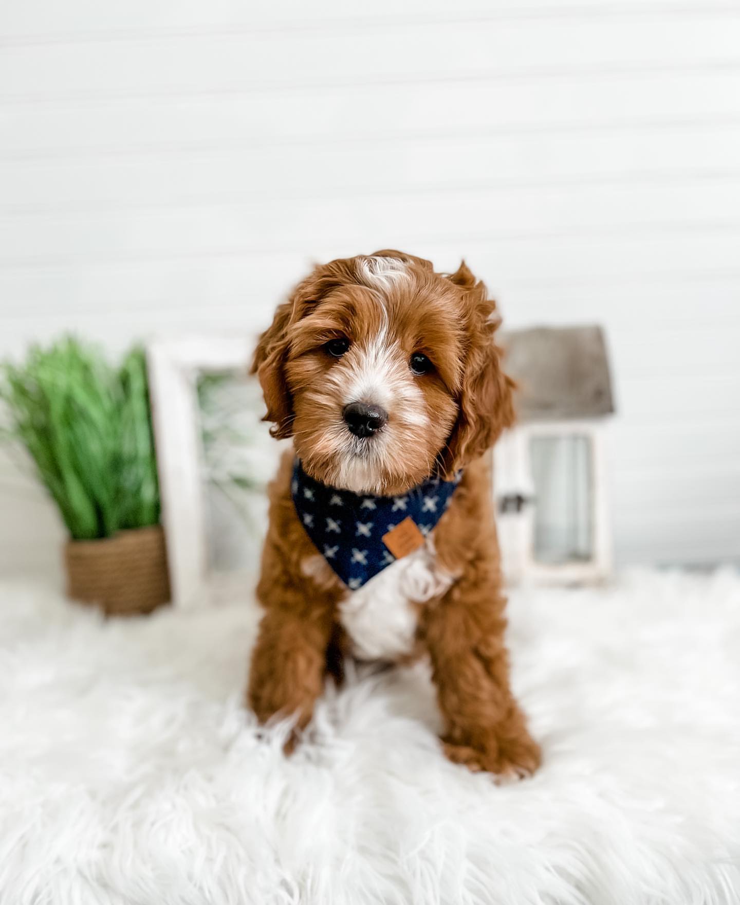 Energetic Cavapoo playing