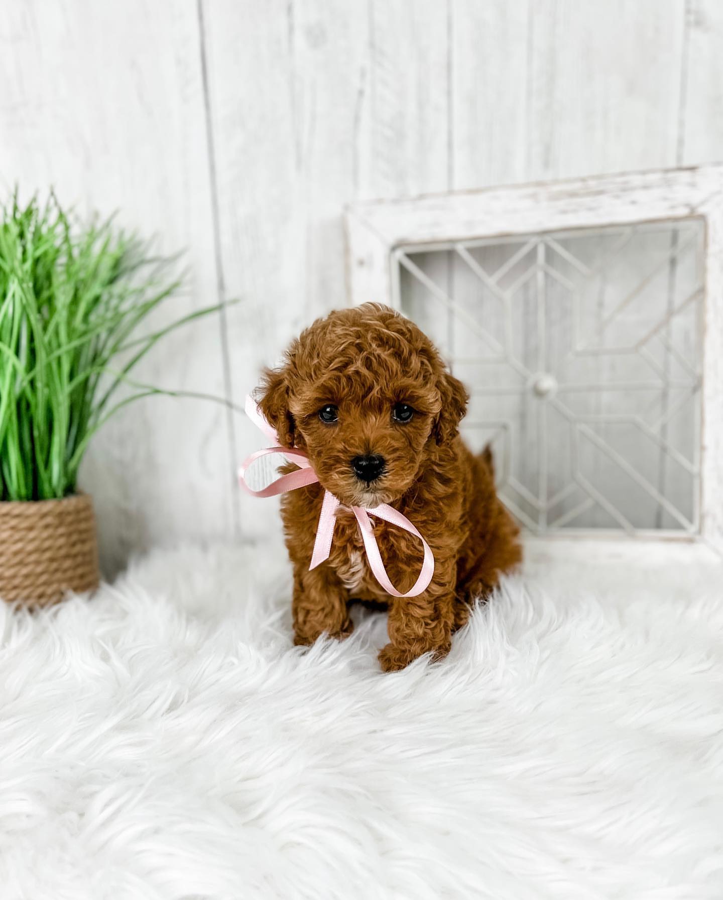 Gorgeous Cavapoo portrait
