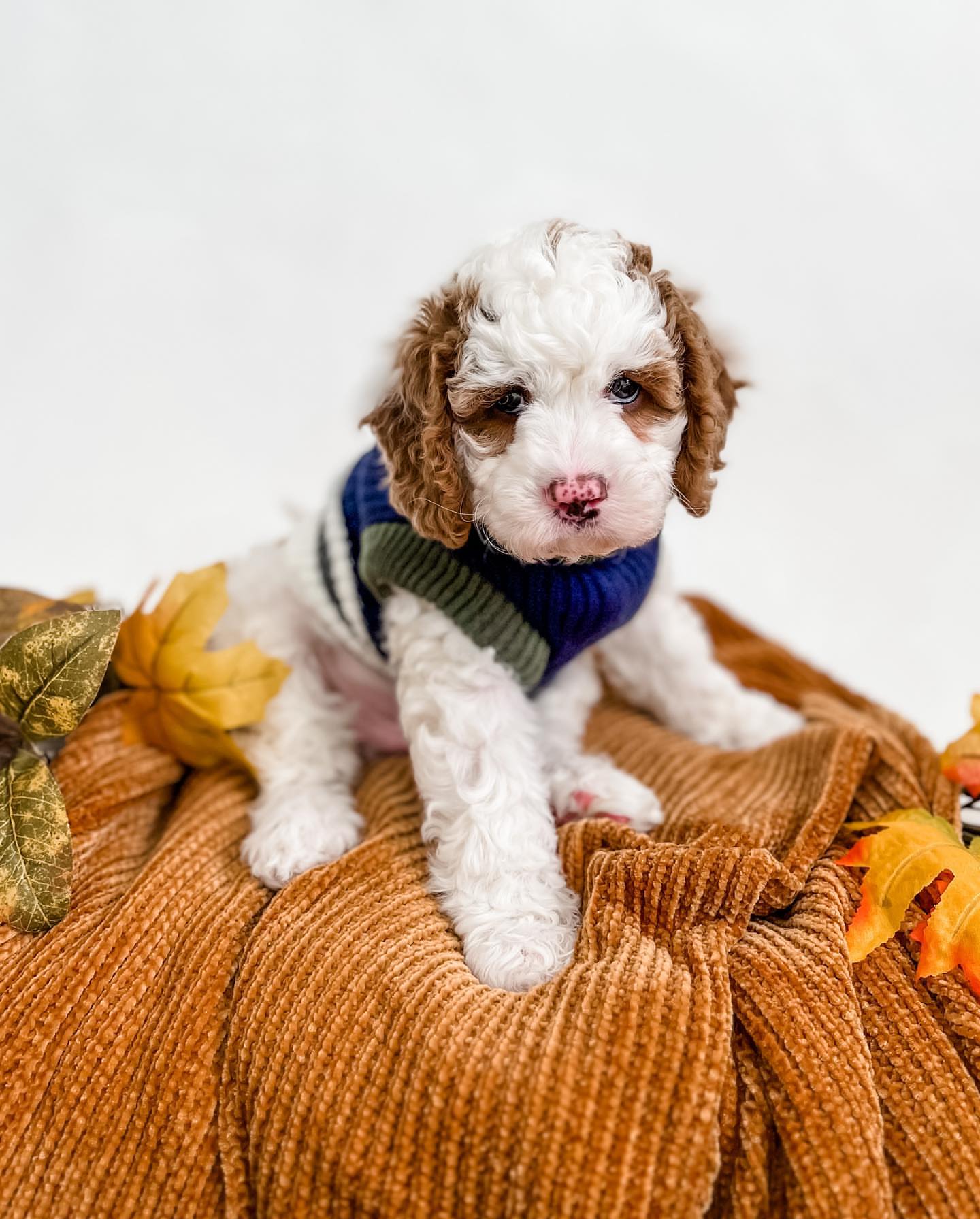 White Cavapoo curled up on a blanket