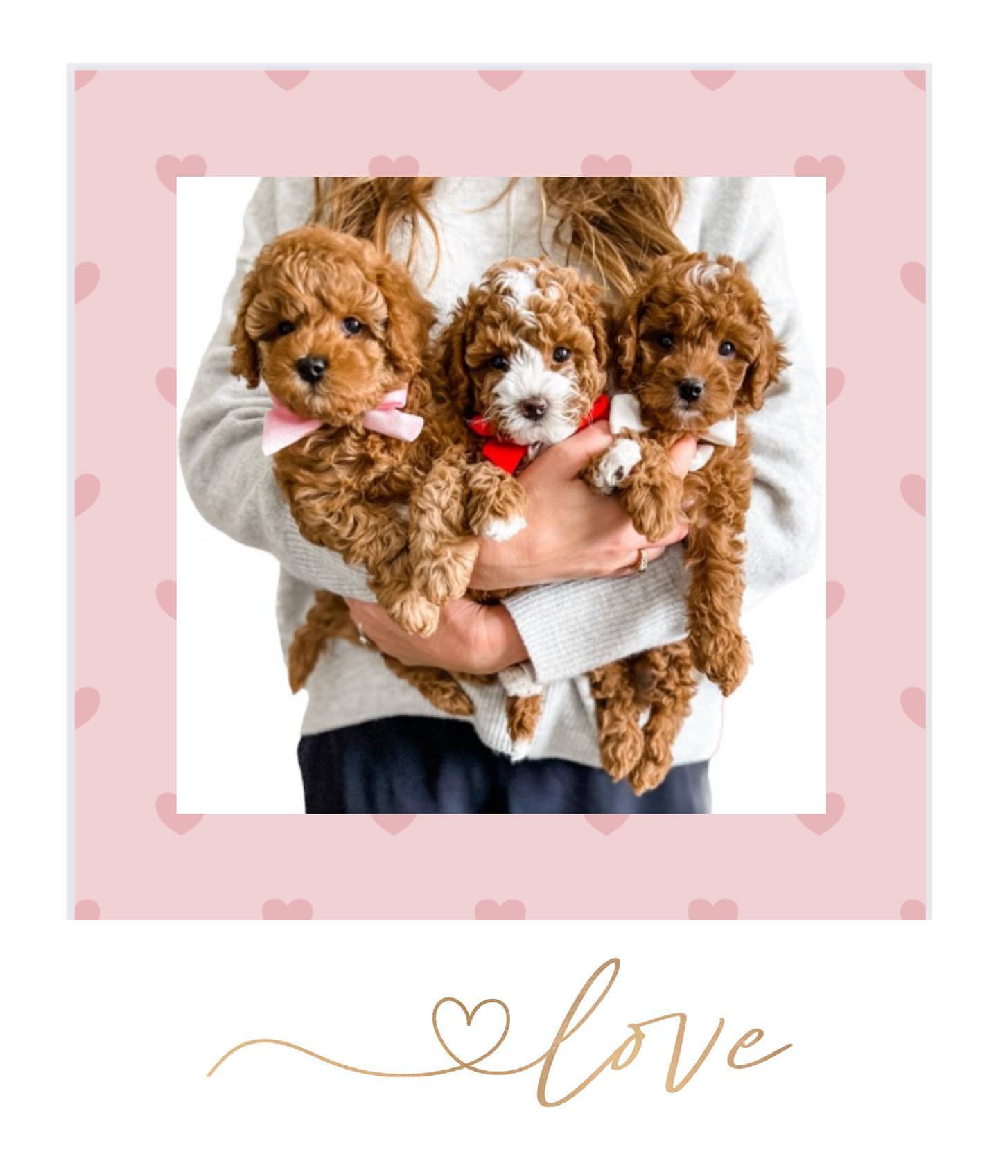 Our founders with three Cavapoo puppies